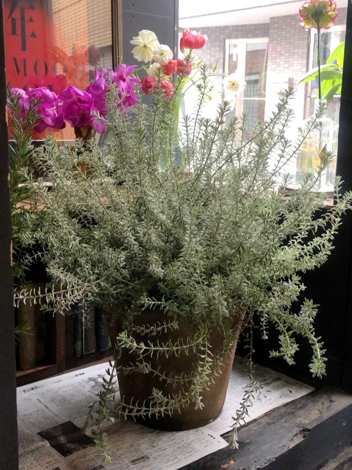 plants#音空花店 #otosorahanatenbgm ...